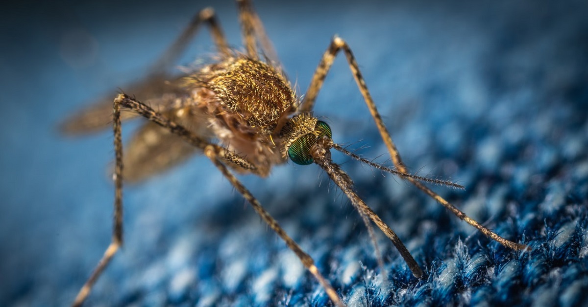 Japanese encephalitis vaccine Coventry