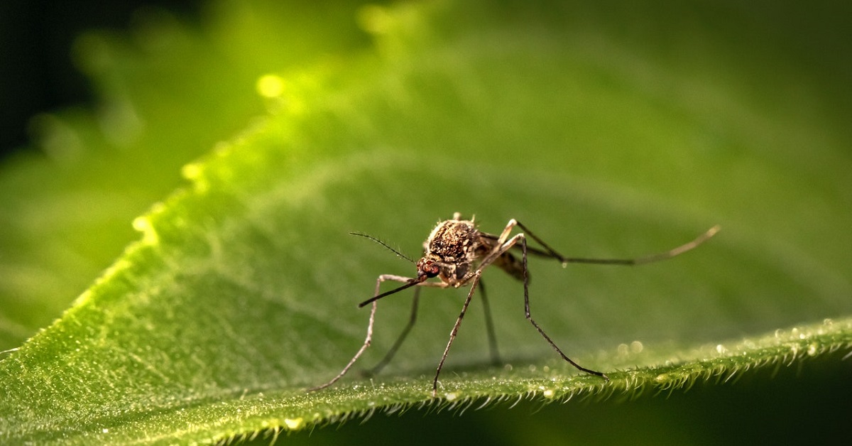 Japanese encephalitis vaccine Birmingham