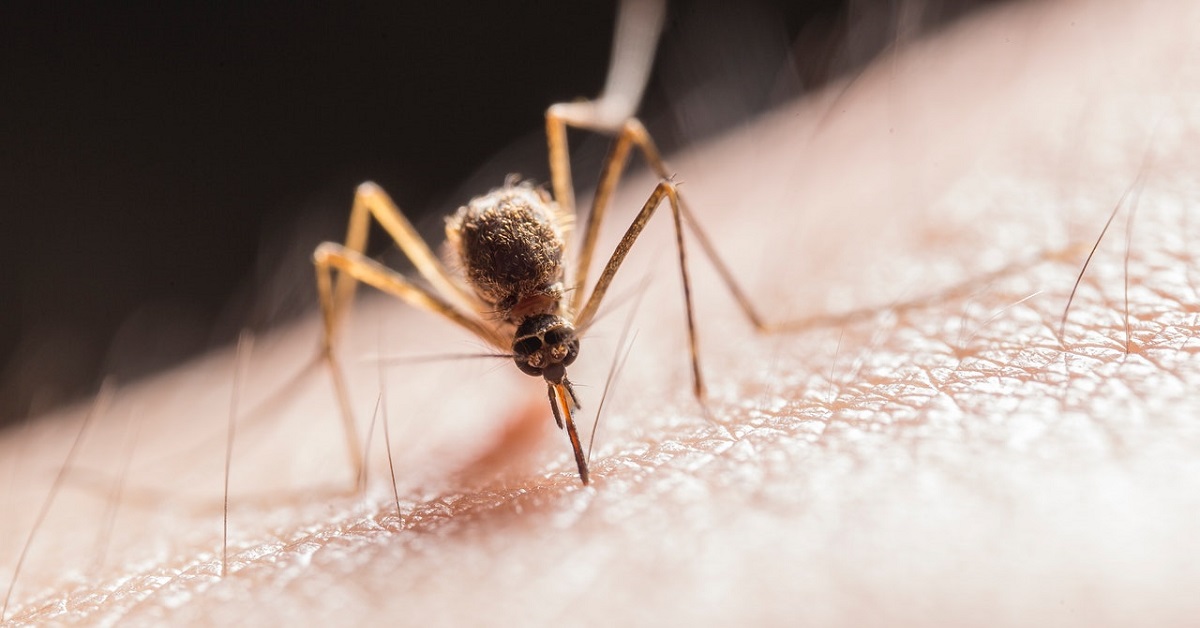 Japanese encephalitis vaccine Tamworth