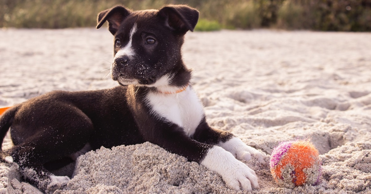 A dog playing